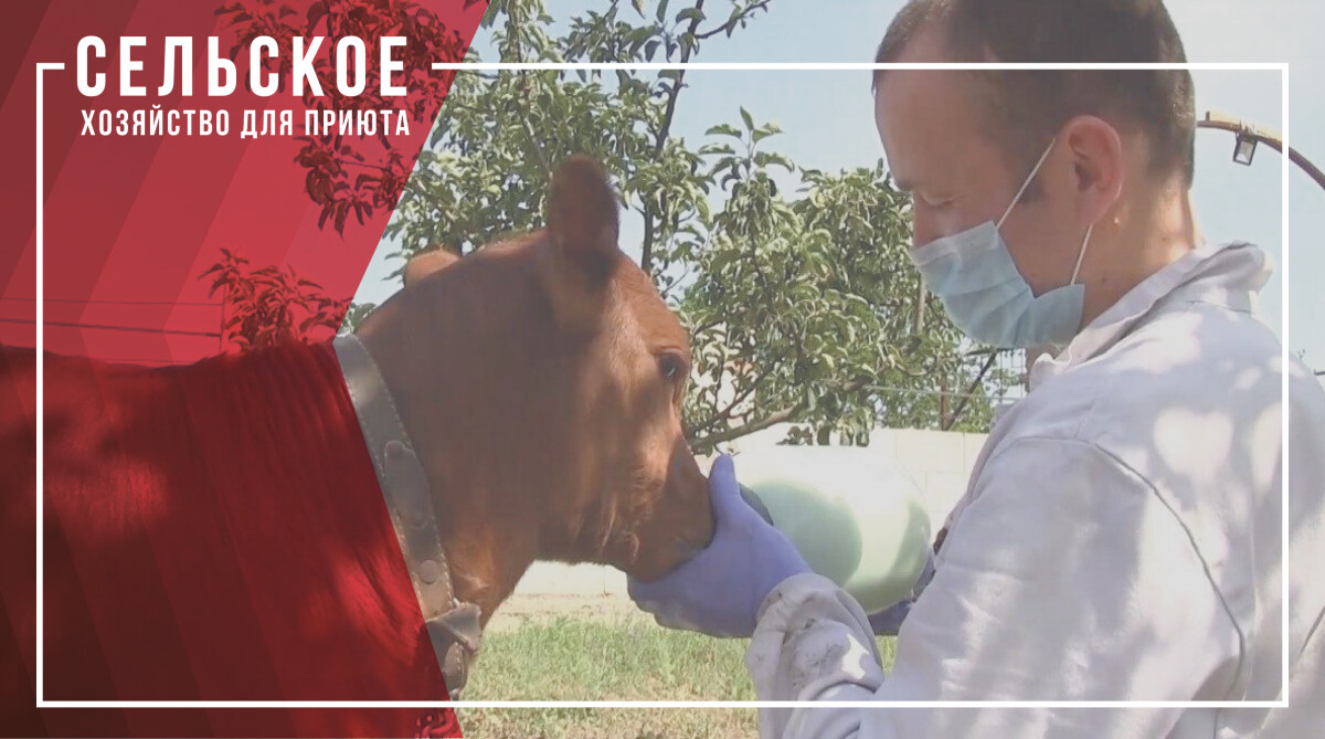 Сільське господарство у притулку для бездомних